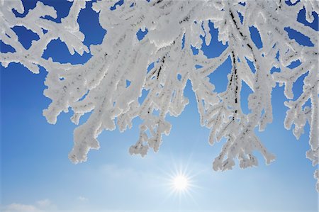 Gros plan du givre sur les Branches des arbres, Wasserkuppe, montagnes Rhon, Hesse, Allemagne Photographie de stock - Premium Libres de Droits, Code: 600-03615531