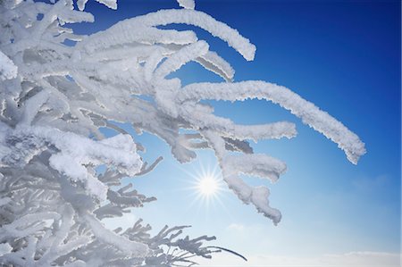rayo de luz - Close-up of Hoar Frost on Tree Branches, Wasserkuppe, Rhon Mountains, Hesse, Germany Foto de stock - Sin royalties Premium, Código: 600-03615532