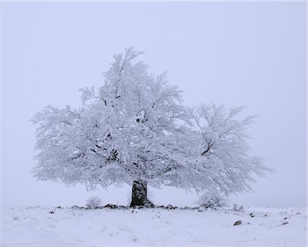 snow with one tree - Snow Covered Beech Tree, Mathesberg, Rhon Mountains, Hesse, Germany Stock Photo - Premium Royalty-Free, Code: 600-03615548