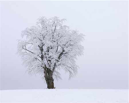 Snow Covered Beech Tree, Mathesberg, Rhon Mountains, Hesse, Germany Foto de stock - Sin royalties Premium, Código: 600-03615549