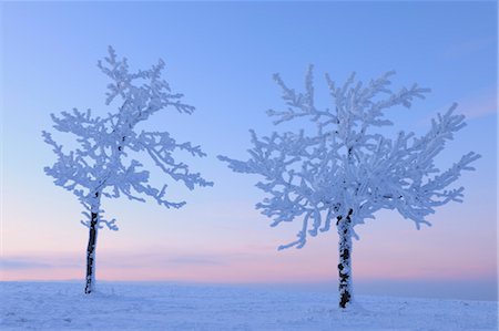 Snow Covered Trees at Dusk, Wasserkuppe, Rhon Mountains, Hesse, Germany Foto de stock - Sin royalties Premium, Código: 600-03615540