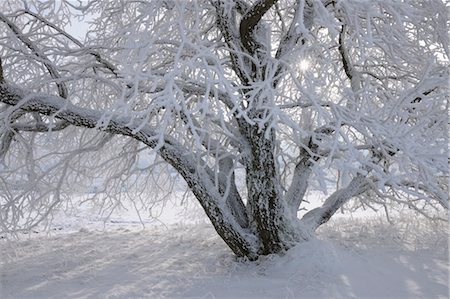 Couverte de neige, arbre, Heidelstein, montagnes Rhon, Bavière, Allemagne Photographie de stock - Premium Libres de Droits, Code: 600-03615550