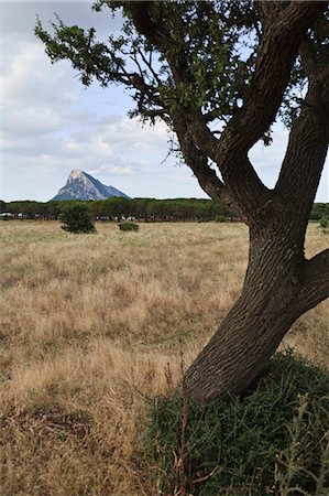 Chêne, vue sur l'île de Tavolara de Porto Taverna, Province d'Olbia-Tempio, Sardaigne, Italie Photographie de stock - Premium Libres de Droits, Code: 600-03615610