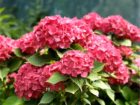 rhododendron - Rhododendrons roses Photographie de stock - Premium Libres de Droits, Code: 600-03615787
