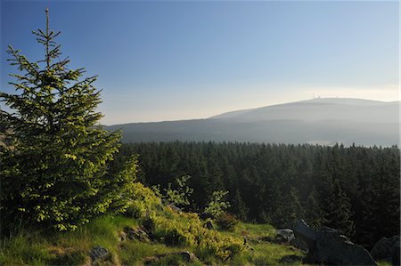 evergreen tree - Brocken Mountain View From Achtermann Summit, Harz National Park, Lower Saxony, Germany Stock Photo - Premium Royalty-Free, Code: 600-03615935