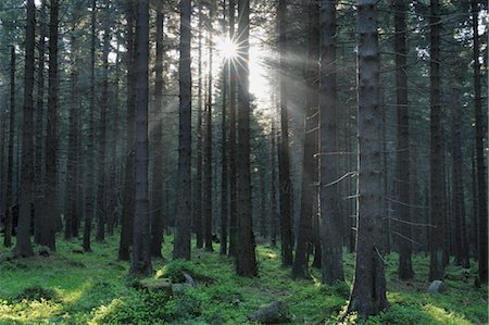 Parc National de forêt, Achtermann, Harz, Basse-Saxe, Allemagne Photographie de stock - Premium Libres de Droits, Code: 600-03615938