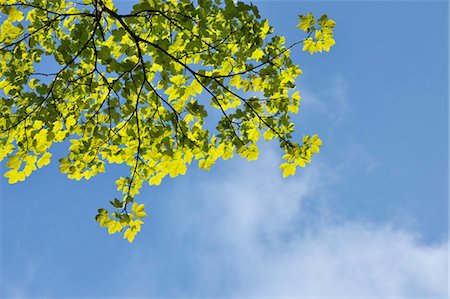 feuille d'érable - Feuilles d'érable, le Parc National du Harz, Basse-Saxe, Allemagne Photographie de stock - Premium Libres de Droits, Code: 600-03615939