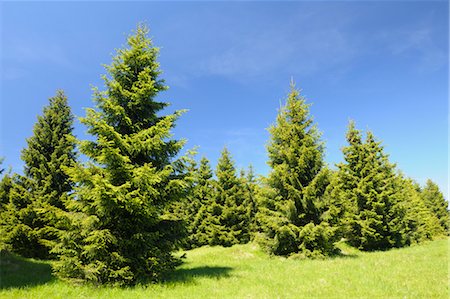 evergreen tree - Forest, Harz National Park, Lower Saxony, Germany Stock Photo - Premium Royalty-Free, Code: 600-03615946