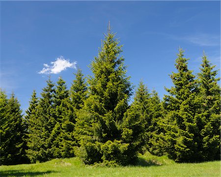 Forest, Harz National Park, Lower Saxony, Germany Foto de stock - Sin royalties Premium, Código: 600-03615948