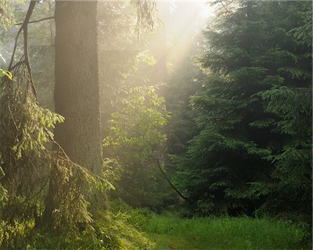 simsearch:600-05642063,k - St Andreasberg, le Parc National du Harz, Basse-Saxe, Allemagne Photographie de stock - Premium Libres de Droits, Code: 600-03615957