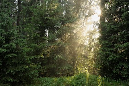 sun stream - St Andreasberg, Harz National Park, Lower Saxony, Germany Foto de stock - Sin royalties Premium, Código: 600-03615958