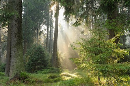 sun rays - St Andreasberg, Harz National Park, Lower Saxony, Germany Stock Photo - Premium Royalty-Free, Code: 600-03615959