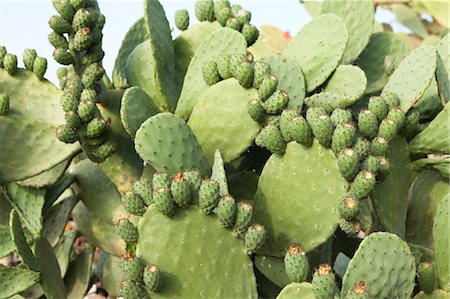 espinoso - Cactus, Pantelleria, Province of Trapani, Sicily, Italy Foto de stock - Sin royalties Premium, Código: 600-03621241