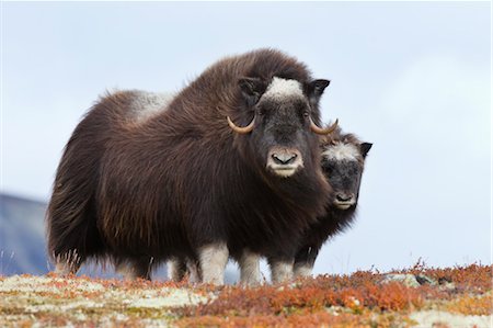 poilu (animal) - Boeuf musqué femelle avec le veau, le Parc National de Dovrefjell-Sunndalsfjella, Norvège Photographie de stock - Premium Libres de Droits, Code: 600-03622676