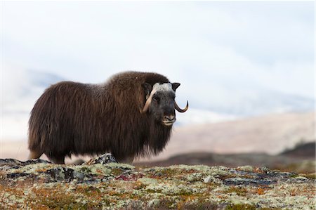 Muskox, Dovrefjell-Sunndalsfjella National Park, Norway Foto de stock - Sin royalties Premium, Código: 600-03622671