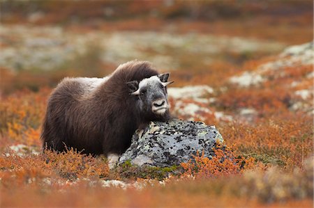 Young Muskox, Dovrefjell-Sunndalsfjella National Park, Norway Fotografie stock - Premium Royalty-Free, Codice: 600-03622682