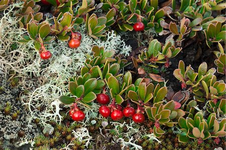 Close-up Bearberries, Dovrefjell–Sunndalsfjella National Park, Norway Stock Photo - Premium Royalty-Free, Code: 600-03622696