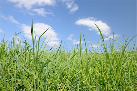 Gros plan de l'herbe devant le ciel bleu, Bavière, Allemagne Photographie de stock - Premium Libres de Droits, Code: 600-03644565