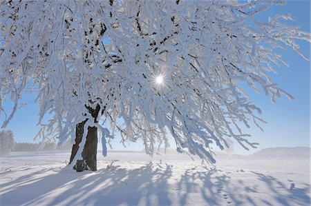 sun beam - Tree with Hoar-frost, Canton of Zug, Switzerland Stock Photo - Premium Royalty-Free, Code: 600-03644628