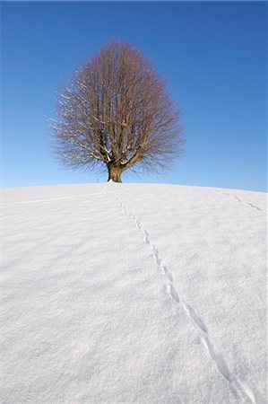 picture of switzerland with snowfall and frost - Lime Tree on Hill, Canton of Berne, Switzerland Stock Photo - Premium Royalty-Free, Code: 600-03644632