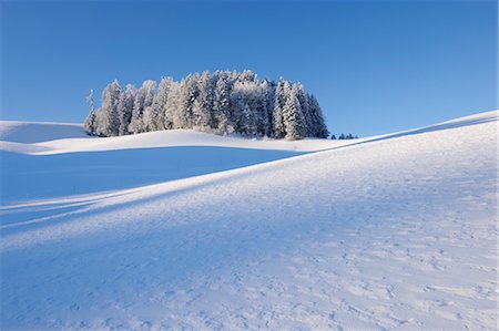Forest in Winter Landscape, Canton of Berne, Switzerland Foto de stock - Sin royalties Premium, Código: 600-03644645