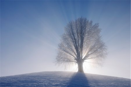 frost branches - Lime Tree on Hill with Sunbeams, Canton of Zug, Switzerland Stock Photo - Premium Royalty-Free, Code: 600-03644648