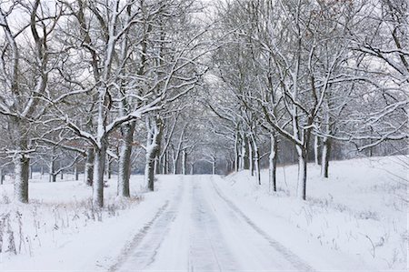 snow view photography - Tree Lined Road in Winter, Franconia, Bavaria, Germany Stock Photo - Premium Royalty-Free, Code: 600-03644656