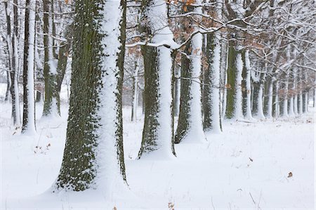 simsearch:600-03615550,k - Forêt en hiver, la Franconie, Bavière, Allemagne Photographie de stock - Premium Libres de Droits, Code: 600-03644658