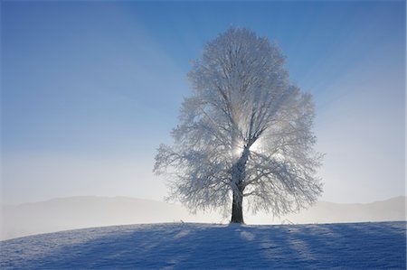 frost branches - Snow Covered Lime Tree with Sunbeams, Canton of Zug, Switzerland Stock Photo - Premium Royalty-Free, Code: 600-03644652