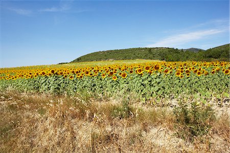 sunflowers in france - Sunflower Field, Aude, Languedoc-Roussillon, France Stock Photo - Premium Royalty-Free, Code: 600-03644817