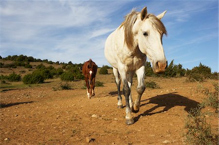 puzant apkarian - Pferde, Aude, Languedoc-Roussillon, Frankreich Stockbilder - Premium RF Lizenzfrei, Bildnummer: 600-03644821