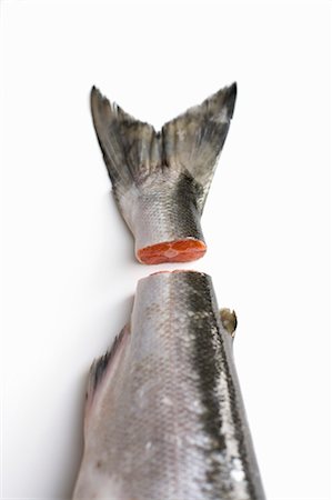 Sockeye Salmon with Tail Cut Off Foto de stock - Sin royalties Premium, Código: 600-03641240