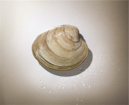 shell (animal) - Close-up of Clam Stock Photo - Premium Royalty-Free, Code: 600-03654496
