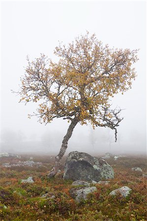 Arbre dans champ Misty en automne, Suède Photographie de stock - Premium Libres de Droits, Code: 600-03659194