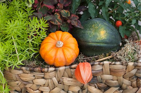 squash (vegetable) - Décoration automnale avec citrouilles Photographie de stock - Premium Libres de Droits, Code: 600-03659193