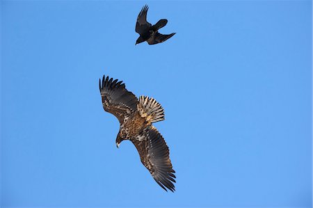 White-Tailed Eagle and Raven, Kvaloy, Malangen, Troms, Norway Stock Photo - Premium Royalty-Free, Code: 600-03665469
