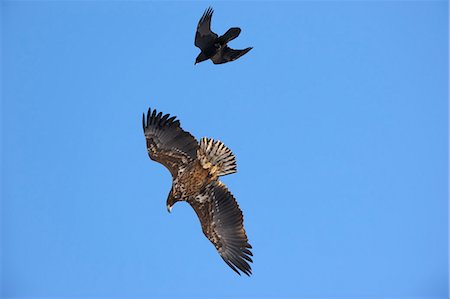 White-Tailed Eagle and Raven, Kvaloy, Malangen, Troms, Norway Foto de stock - Sin royalties Premium, Código: 600-03665469