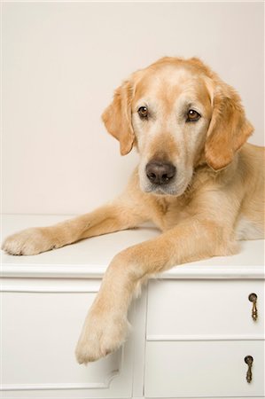 Portrait of Golden Retriever Stock Photo - Premium Royalty-Free, Code: 600-03660046