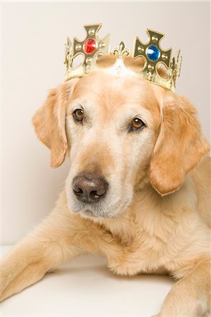 souverain - Portrait de Golden Retriever, portant une couronne Photographie de stock - Premium Libres de Droits, Code: 600-03660047