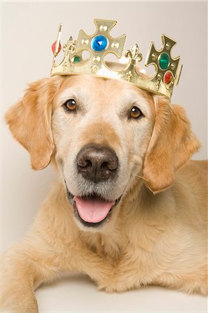 Portrait of Golden Retriever Wearing a Crown Foto de stock - Sin royalties Premium, Código: 600-03660048