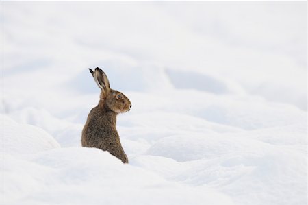 Européenne lièvre brun, Allemagne Photographie de stock - Premium Libres de Droits, Code: 600-03685868