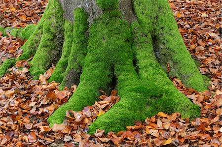 fagus sylvatica - Moss Covered Beech Tree Trunk, Spessart, Bavaria, Germany Foto de stock - Sin royalties Premium, Código: 600-03685874
