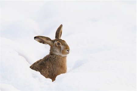 European Brown Hare, Germany Foto de stock - Sin royalties Premium, Código: 600-03685870