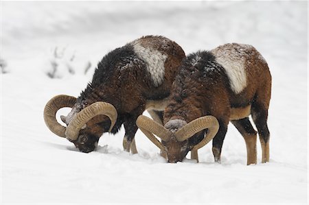 Mouflons in Winter, Germany Stock Photo - Premium Royalty-Free, Code: 600-03685872