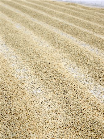 Drying Coffee Beans, Finca Vista Hermosa Coffee Plantation, Agua Dulce, Huehuetenango Department, Guatemala Stock Photo - Premium Royalty-Free, Code: 600-03686157