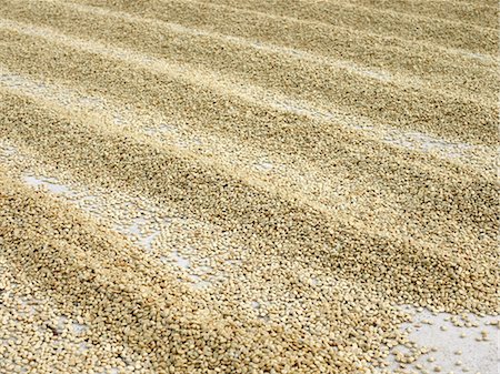 Drying Coffee Beans, Finca Vista Hermosa Coffee Plantation, Agua Dulce, Huehuetenango Department, Guatemala Stock Photo - Premium Royalty-Free, Code: 600-03686158