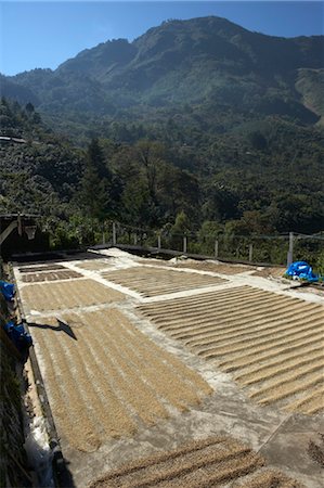 plantación de café - Drying Coffee Beans, Finca Vista Hermosa Coffee Plantation, Agua Dulce, Huehuetenango Department, Guatemala Foto de stock - Sin royalties Premium, Código: 600-03686160