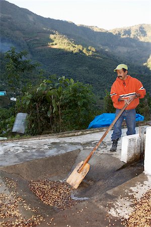 plantación de café - Washing and Drying Coffee Beans, Finca Vista Hermosa Coffee Plantation, Agua Dulce, Huehuetenango Department, Guatemala Foto de stock - Sin royalties Premium, Código: 600-03686170