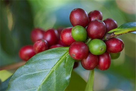 Close-up of Coffee Berries, Finca Villaure Coffee Plantation, Hoja Blanca, Huehuetenango Department, Guatemala Stock Photo - Premium Royalty-Free, Code: 600-03686184