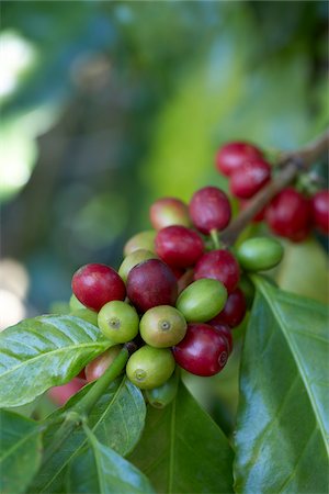 Gros plan des baies de café, Finca Villaure caféière, Hoja Blanca, département de Huehuetenango, Guatemala Photographie de stock - Premium Libres de Droits, Code: 600-03686182